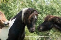 1240250_155634431311903_1933900188_n